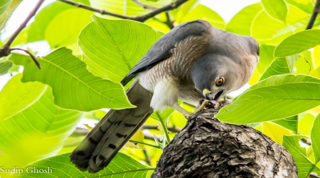 MIGRATED BIRD IN RABINDRA SAROVAR SAFARI PARK