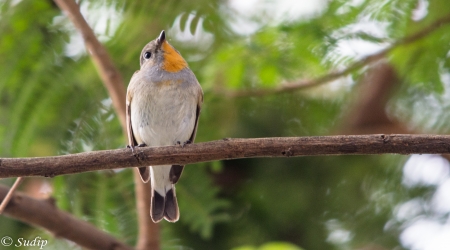 MIGRATORY BIRD AT SAFARI PARK