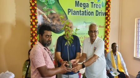 Tree Distribution