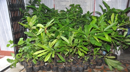 Distribution of 25000 Trees at Sunderbans starting on 24 July 2022
