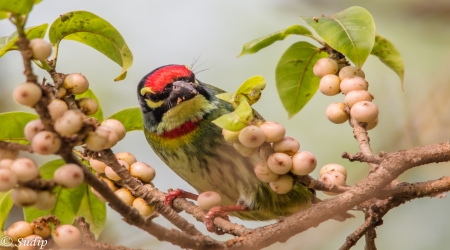 MIGRATED BIRD IN RABINDRA SAROVAR SAFARI PARK