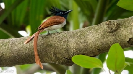 MIGRATED BIRD IN RABINDRA SAROVAR SAFARI PARK